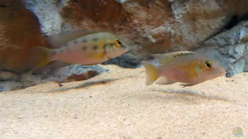 Chromidotilapia guntheri guntheri von Christian Rieke (8)