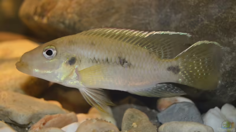 Chromidotilapia Kingsleyae male von David Breuers (22)