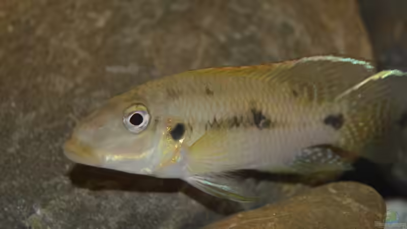 Chromidotilapia Kingsleyae male von David Breuers (23)