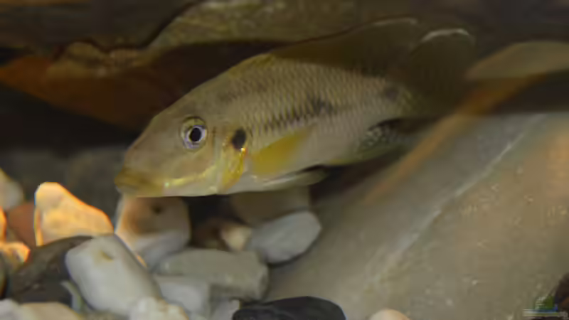 Chromidotilapia Kingsleyae male von David Breuers (30)