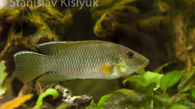 Chromidotilapia kingsleyae von Stanislav Kislyuk (12)