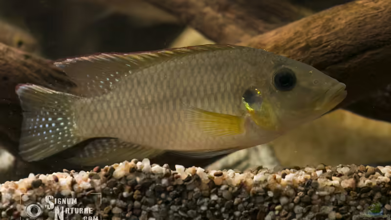 Chromidotilapia kingsleyae von Stanislav Kislyuk (5)