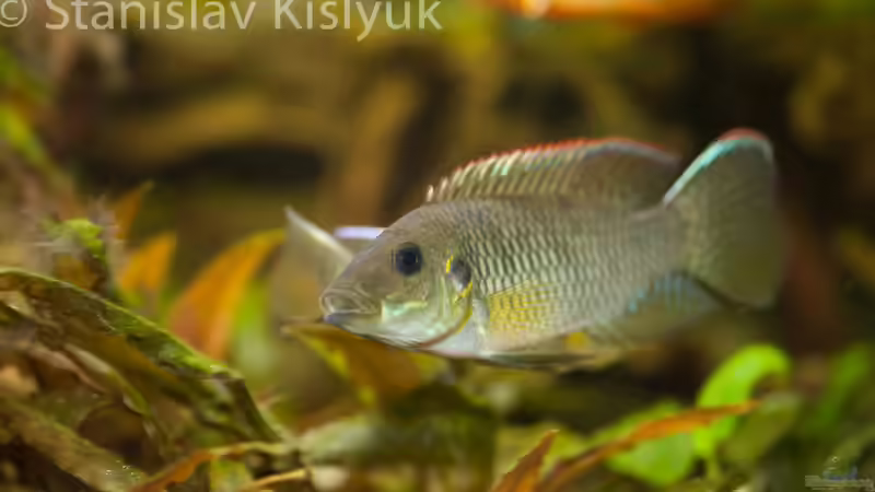 Chromidotilapia kingsleyae von Stanislav Kislyuk (9)