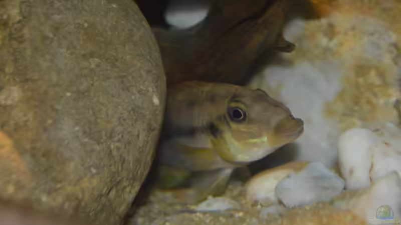 Chromidotilapia im Aquarium halten (Einrichtungsbeispiele für Chromidotilapia-Arten)