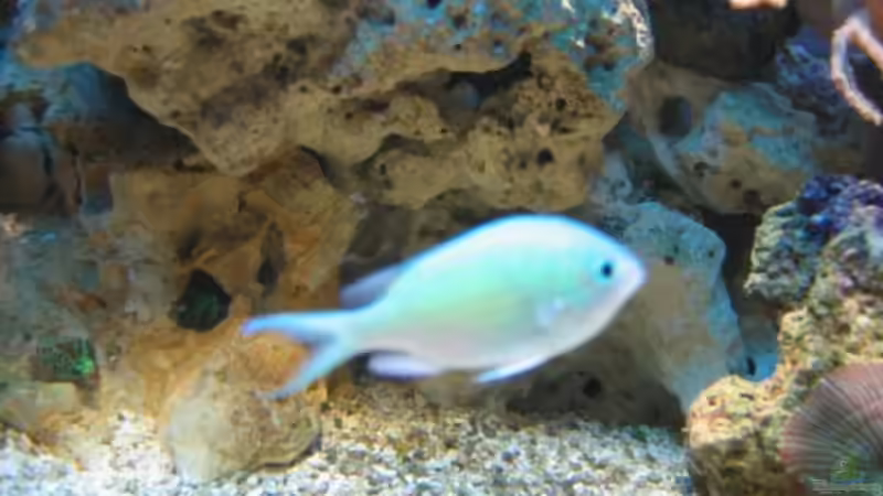 Aquarien mit Chromis viridis (Grünes Schwalbenschwänzchen)
