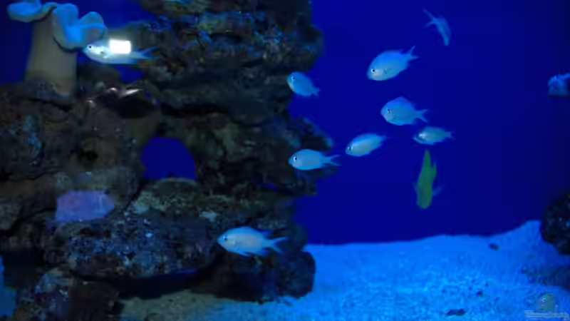 Aquarien mit Chromis viridis (Grünes Schwalbenschwänzchen)