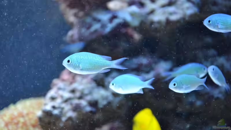 Chromis viridis von berchti555 (18)