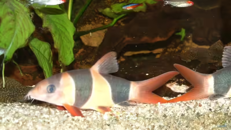 Chromobotia macracanthus / Prachtschmerle von Oliver Schürmann (22)