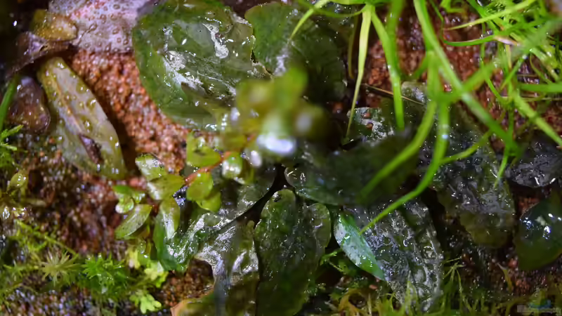 Chryptocoryne wendtii emers von Junglist (58)