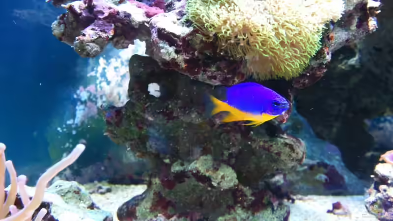 Chrysiptera hemicyanea - Arzur Riffbarsch  von Dirk Schäfer (35)