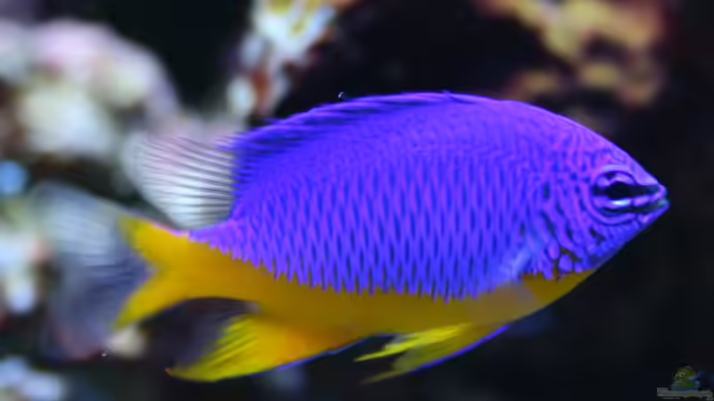 Aquarien mit Chrysiptera hemicyanea (Arzur-Riffbarsch)