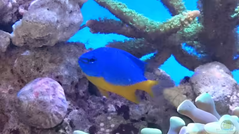 Chrysiptera hemicyanea von WittaMine (45)