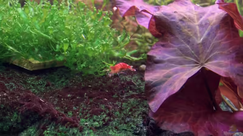 Chrystal Red mit Eiern von Michael Hellberg (7)