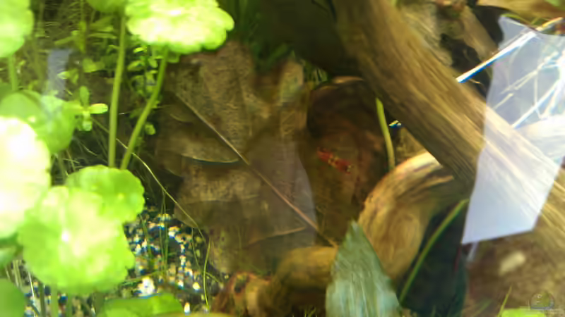 Chrystal Red nach dem Sonnenbad, tiefer, lecker LAUB von El Hein (23)