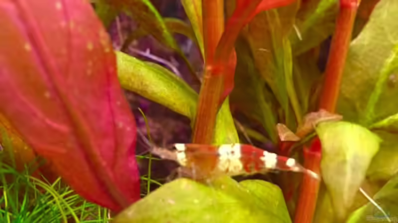 Chrystal Red Shrimp  von Cookiemonster (25)