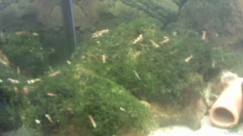 Chrystal Red von Occellaris (15)