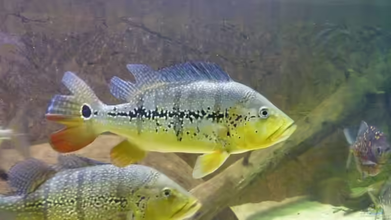 Cichla melanieae sp. xingu von aquazonica (17)