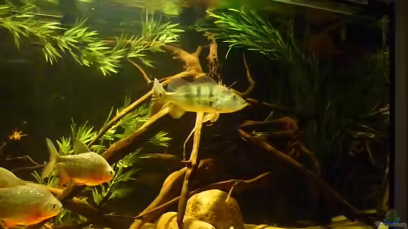 Cichla Monoculus von Monoculus (9)