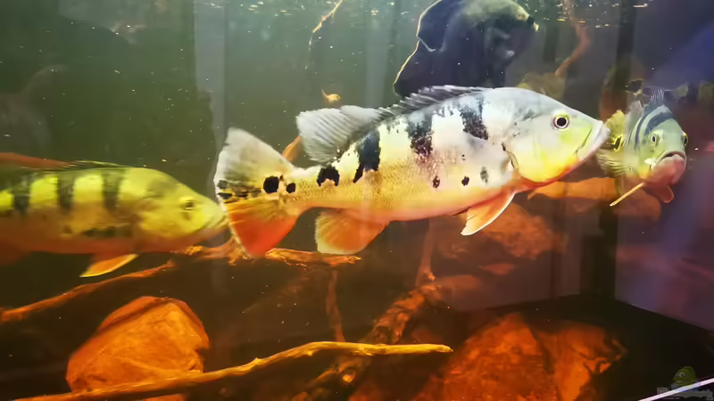 Cichla monoculus von Thomas Michel (67)