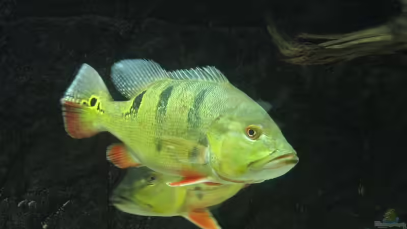 Cichla ocellaris von Christian Höhne (14)