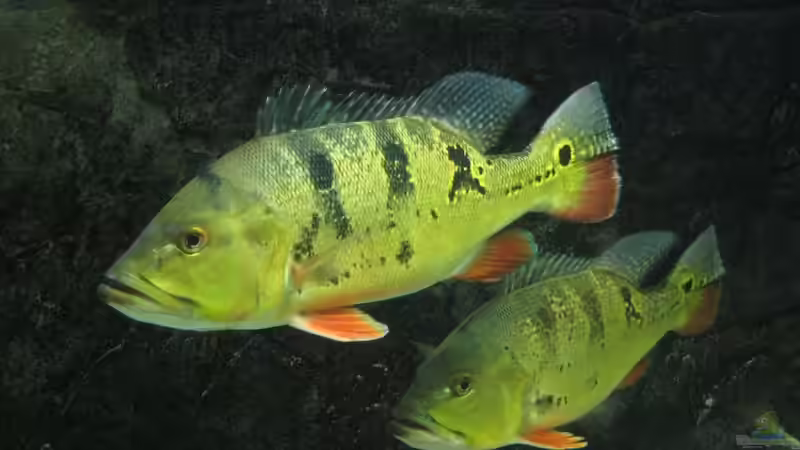 Cichla ocellaris von Christian Höhne (15)