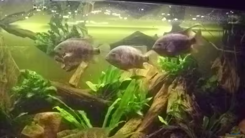 Cichlasoma bocourtis von exhhtom64 (8)