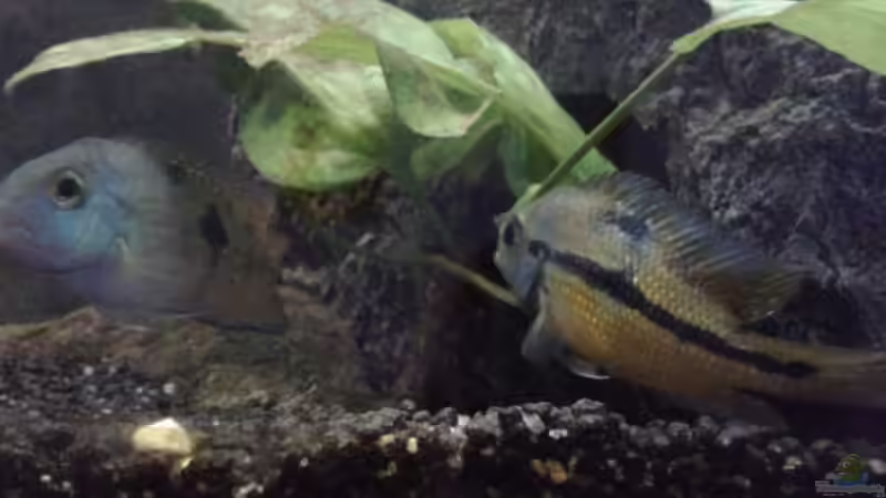 Cichlasoma Nicaraguense Links M / Rechts W von Eginger (10)