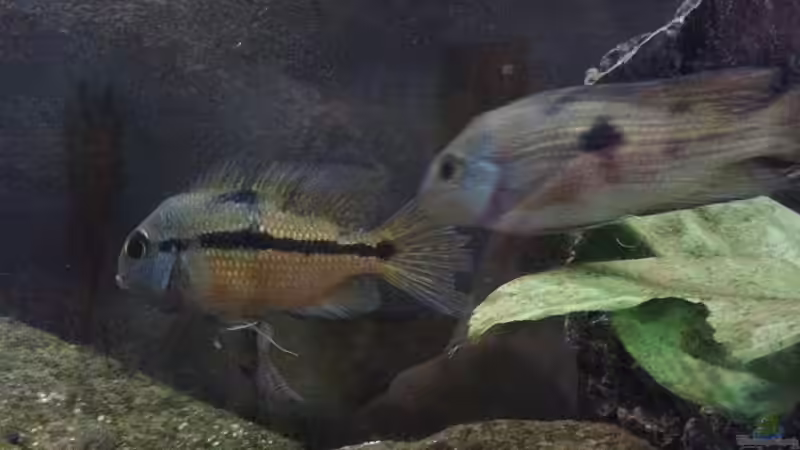 Aquarien für Hypsophrys nicaraguensis (Nicaragua-Traumbarsch)