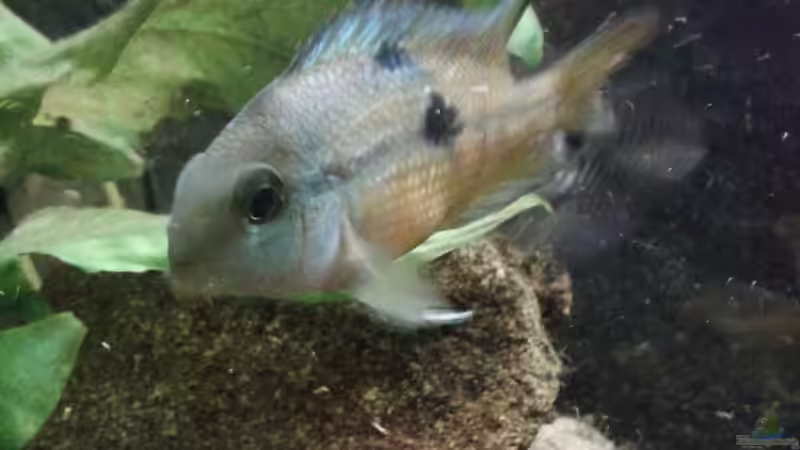 Cichlasoma Nicaraguense von Eginger (3)