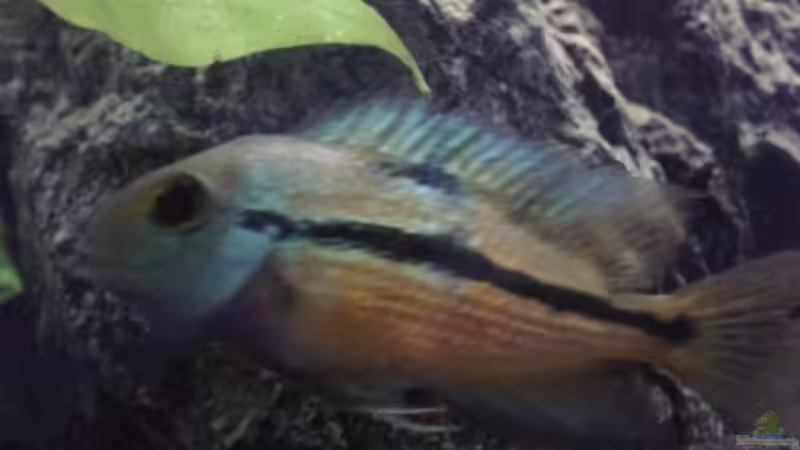 Cichlasoma Nicaraguense von Eginger (7)