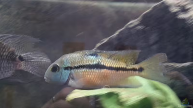 Cichlasoma Nicaraguense Weibchen von Eginger (8)