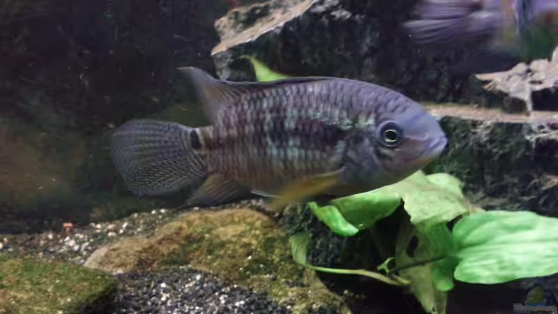 Cichlasoma portalegrense im Aquarium halten (Einrichtungsbeispiele für Cichlasoma portalegrense)