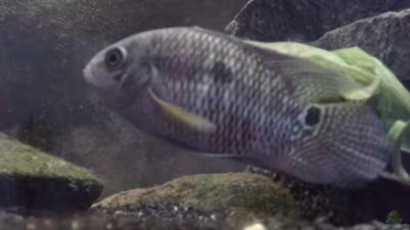 Cichlasoma portalegrense von Eginger (9)