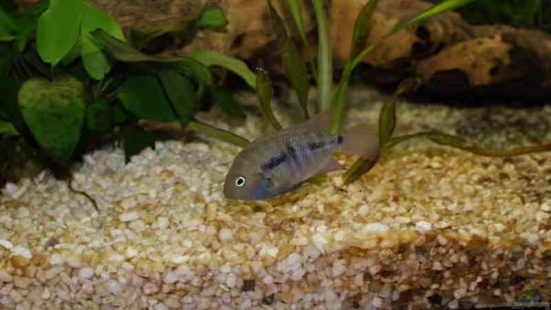 Cichlasoma saijca von Bastian & Sandra (15)