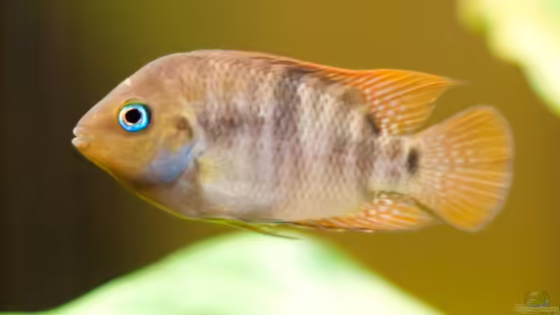 Einrichtungsbeispiele für Amatitlania sajica (Sajica-Buntbarsch)