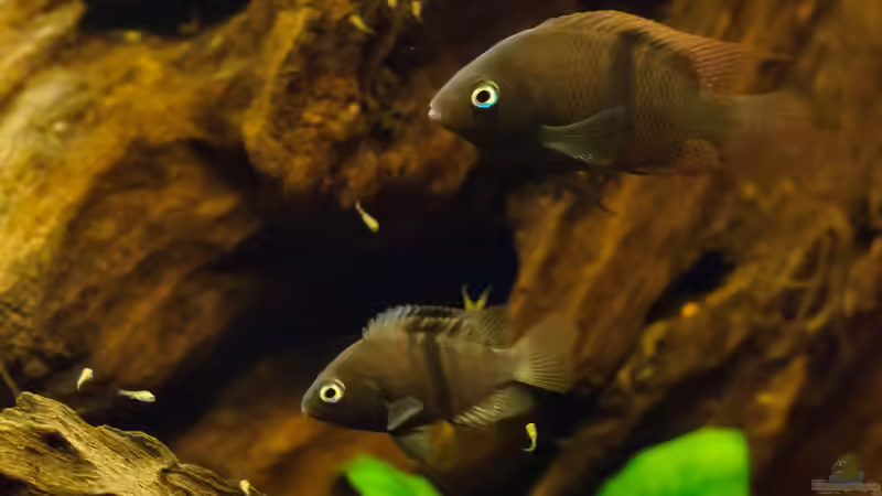 Cichlasoma Sajica mit Nachwuchs (1.1.2012) von Daniel80 (14)