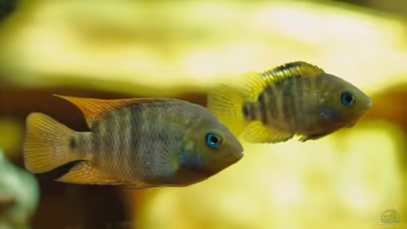 Cichlasoma Sajica von Daniel80 (21)