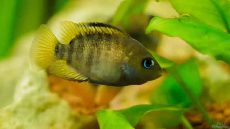 Cichlasoma Sajica (w) von Daniel80 (16)