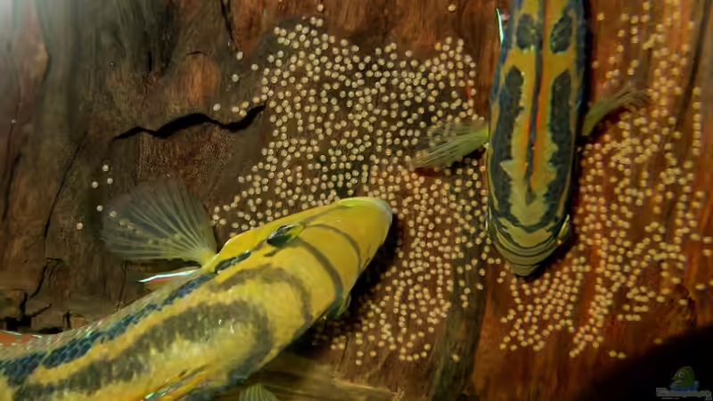 ´Cichlasoma´ salvini beim ablaichen von Christian Geese (11)