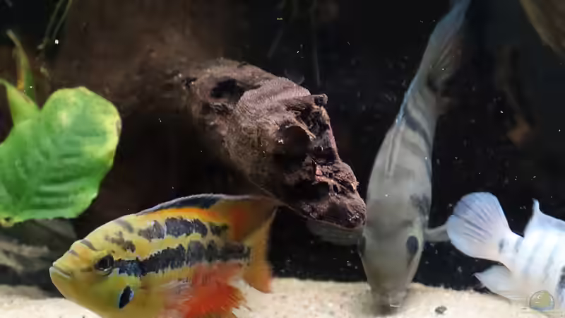 Cichlasoma salvini m und Amatitlania sp. Honduras Red Point m von Tom (6)
