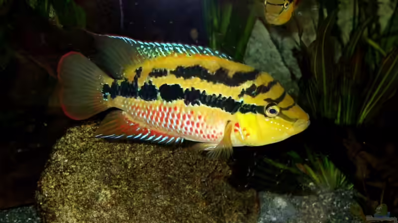 Aquarien mit Trichromis salvini (Salvins Buntbarsch)