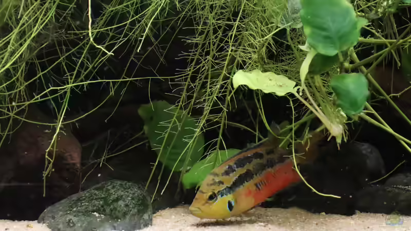 Cichlasoma salvini Männchen von Tom (3)
