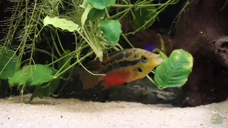 Aquarien mit Trichromis salvini (Salvins Buntbarsch)