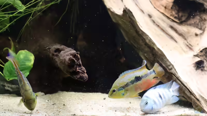 Cichlasoma salvini Paar und Amatitlania sp. Honduras Red Point Weibchen von Tom (8)