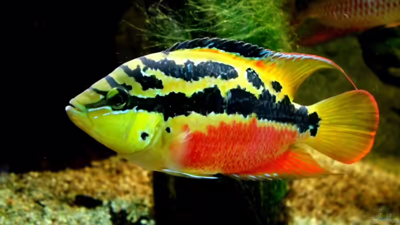 ´Cichlasoma´ salvini (Standortvariante:´Rio Almoyola´)-Weibchen von Christian Geese (9)