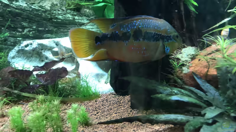 Cichlasoma salvini von Acero (47)