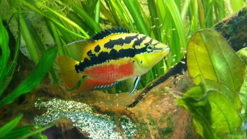 ´Cichlasoma´ salvini-Weibchen mit Nachwuchs von Christian Geese (12)