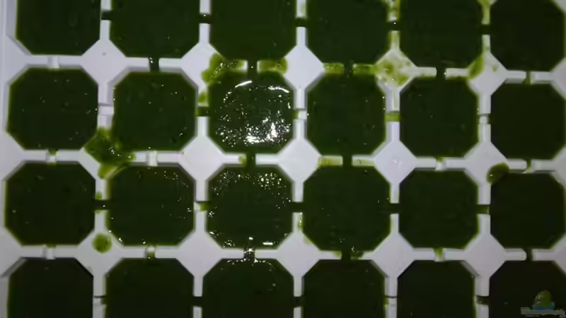 Cichlidenfutter-Rezept I von Cichliden-Kabuff