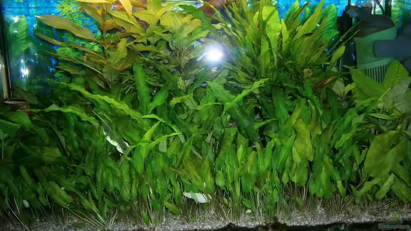 circa 2013 von JohnnyWishbone (3)