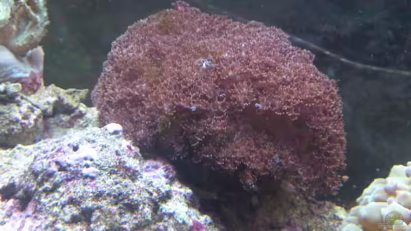 Cladiella - Weichkoralle von ~Sascha~ (8)